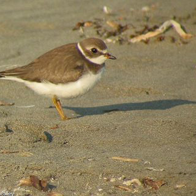 Semipalmated Plover (juvenile) gallery image