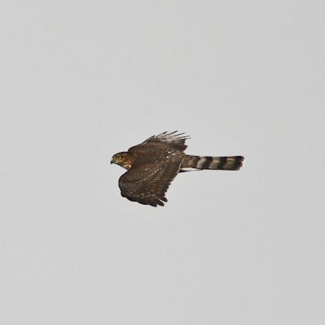 Sharp-shinned Hawk (in flight) gallery image