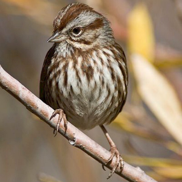 Song Sparrow gallery image