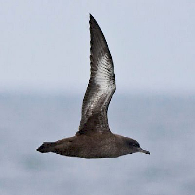 Sooty Shearwater gallery image