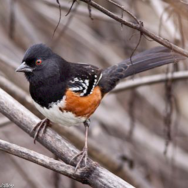 Spotted Towhee gallery image