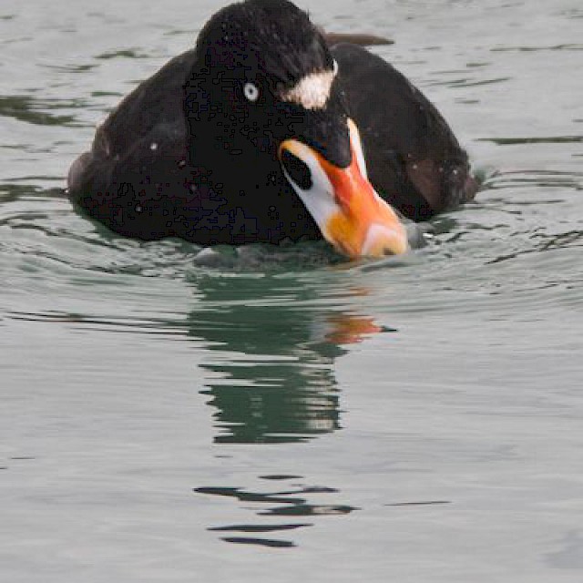 Surf Scoter gallery image