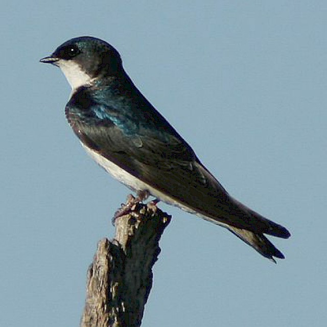 Tree Swallow gallery image
