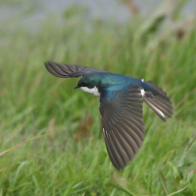 Tree Swallow (in flight) gallery image