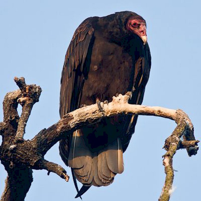 Turkey Vulture gallery image