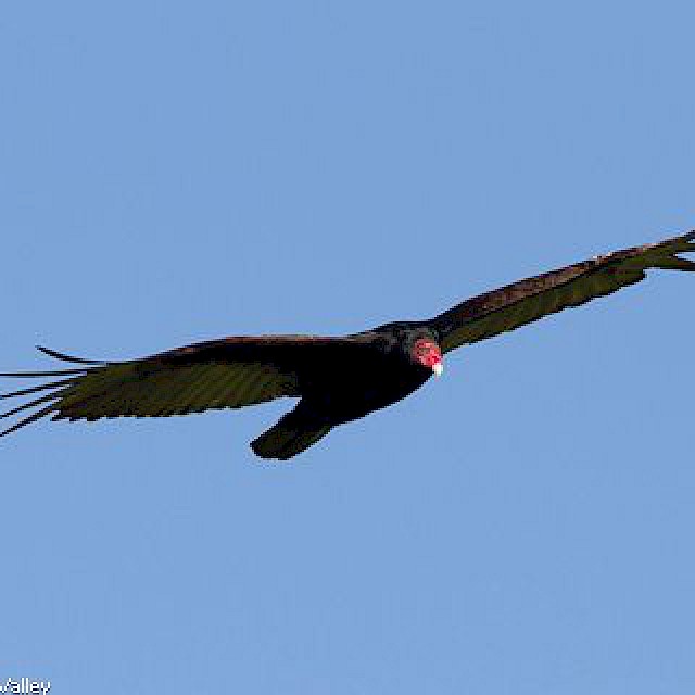 Turkey Vulture (in flight) gallery image