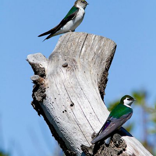 Violet-green Swallow gallery image