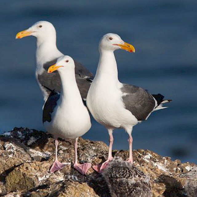 Western Gull (trio with chicks) gallery image