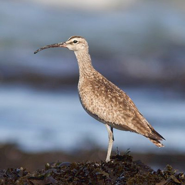 Whimbrel gallery image