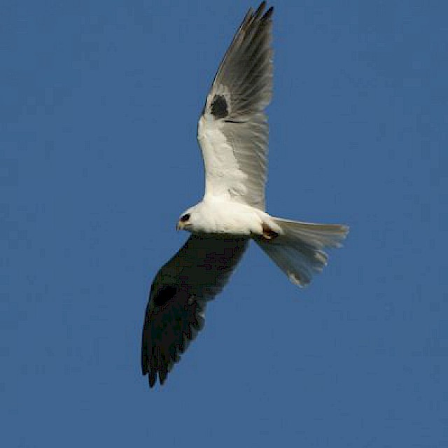 White-tailed Kite gallery image