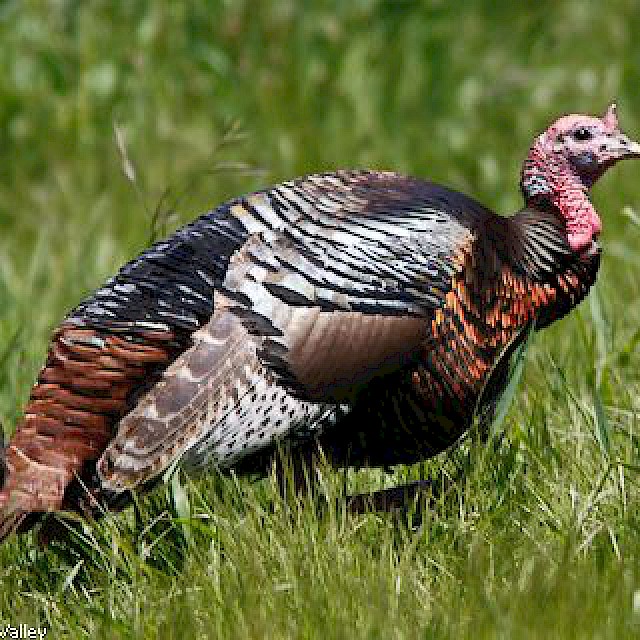 Wild Turkey gallery image
