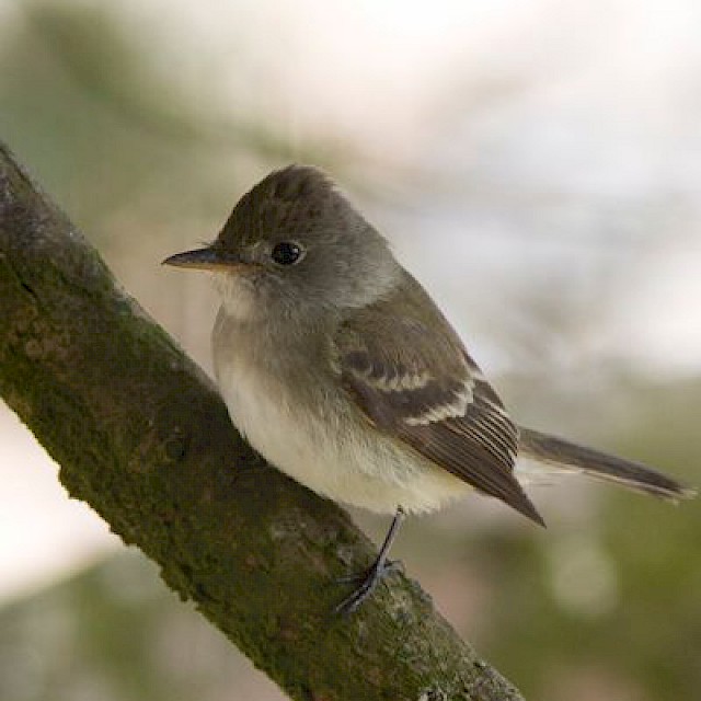Willow Flycatcher gallery image