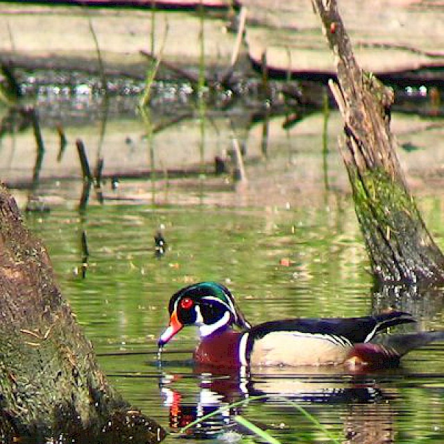 Wood Duck (male) gallery image