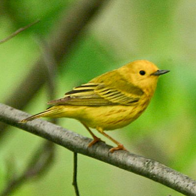 Yellow Warbler gallery image