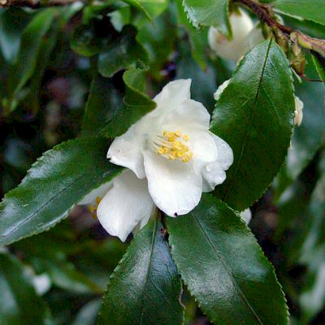 Camellia forrestii gallery image