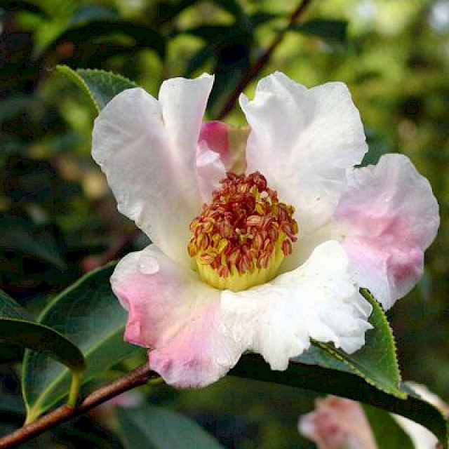 Camellia pitardii gallery image