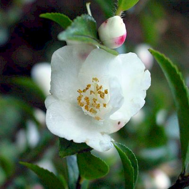 Camellia transnokoensis gallery image