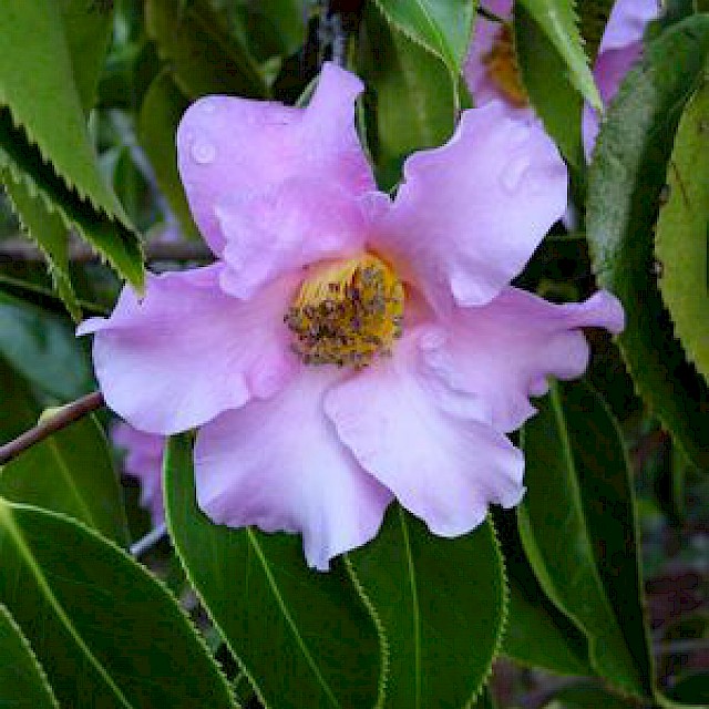Camellia lapidea gallery image