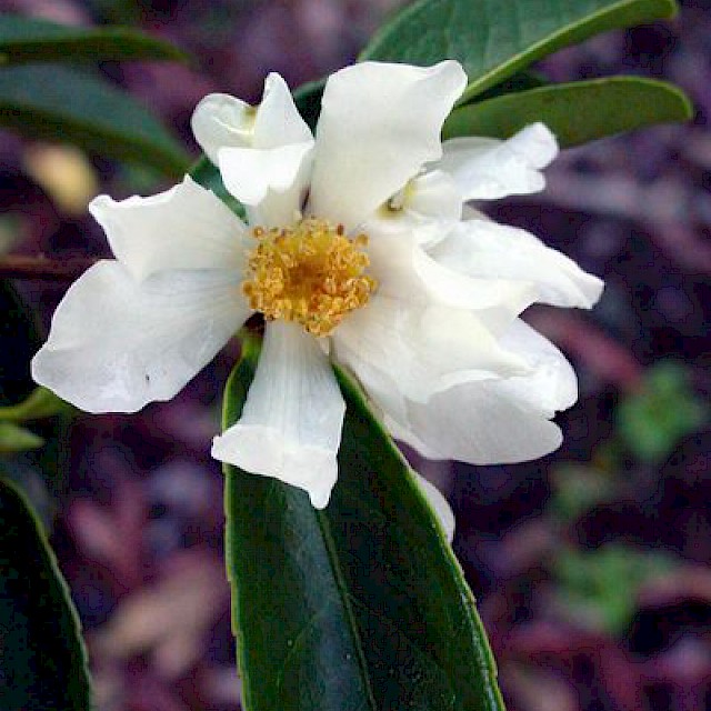 Camellia oleifera gallery image