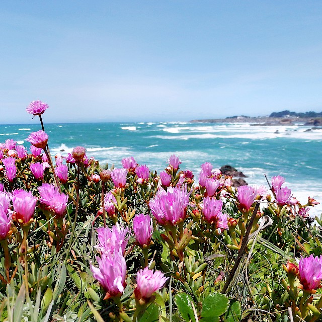 Lampranthus spectabilis ‘Ice Plant’ we practice bi-annual removal of this colorful invasive plant from the native grasslands on our coastal bluffs gallery image