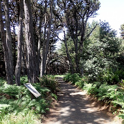 Coastal Forest - Photo Galleries - MCBG Corp. 2024 | Fort Bragg, California