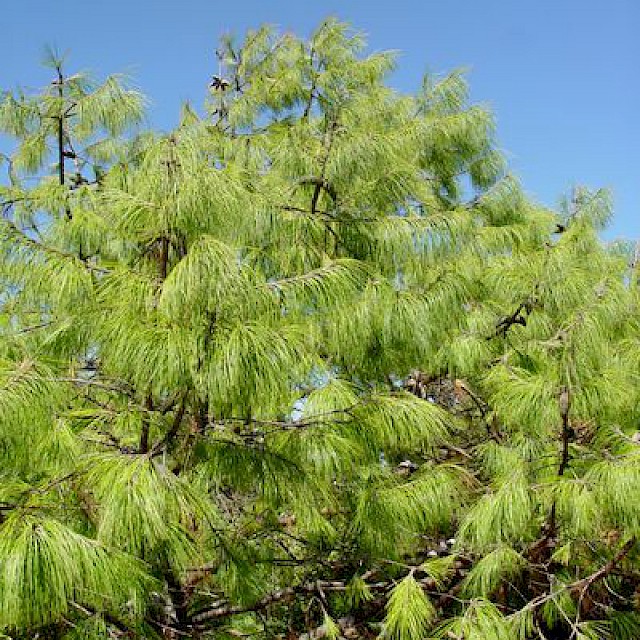 Pinus lumhotzii gallery image