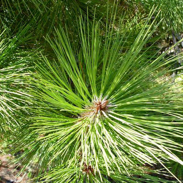 Pinus torreyana gallery image