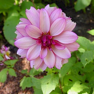 Dahlia Garden - Photo Galleries - MCBG Corp. 2024 | Fort Bragg, California