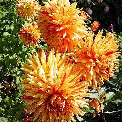 Dahlia Garden - Photo Galleries - MCBG Corp. 2024 | Fort Bragg, California