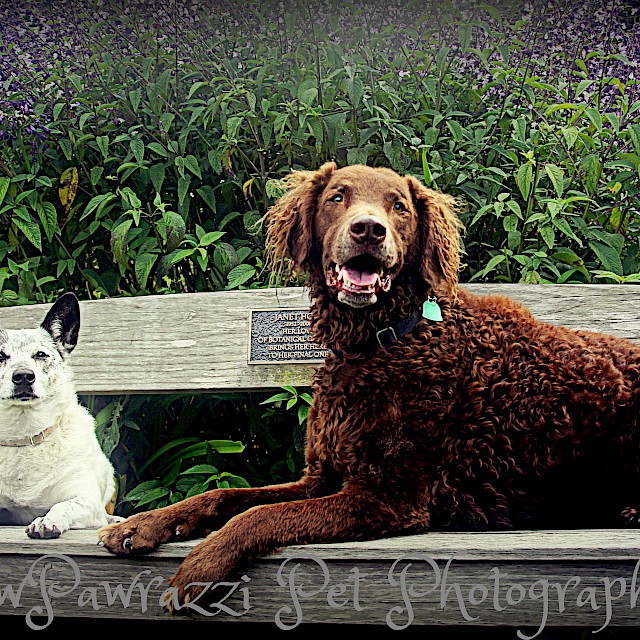Sally & Booker – National Dog Day 2016 gallery image