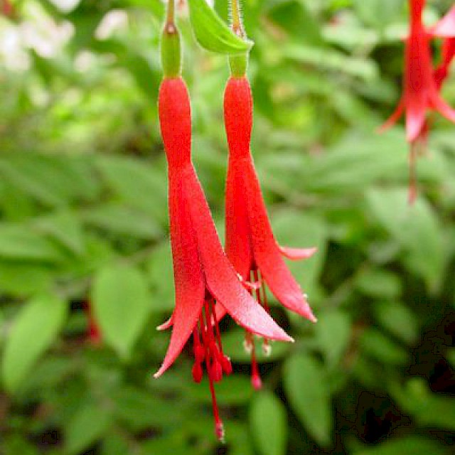 Fuchsia brevilobis gallery image
