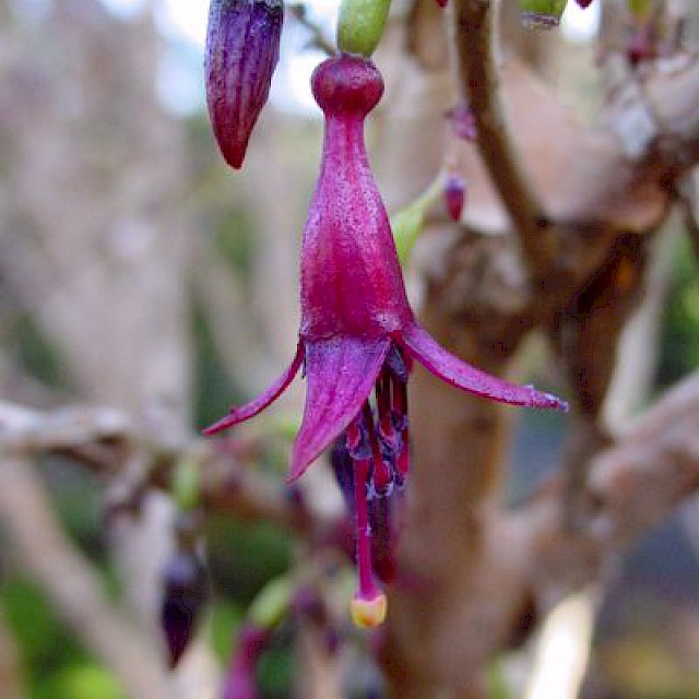 Fuchsia excorticata 