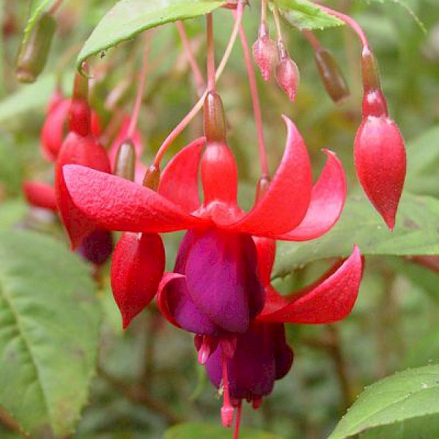 Fuchsia 