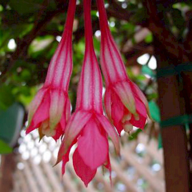 Fuchsia petiolaris gallery image