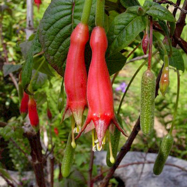 Fuchsia splendens gallery image