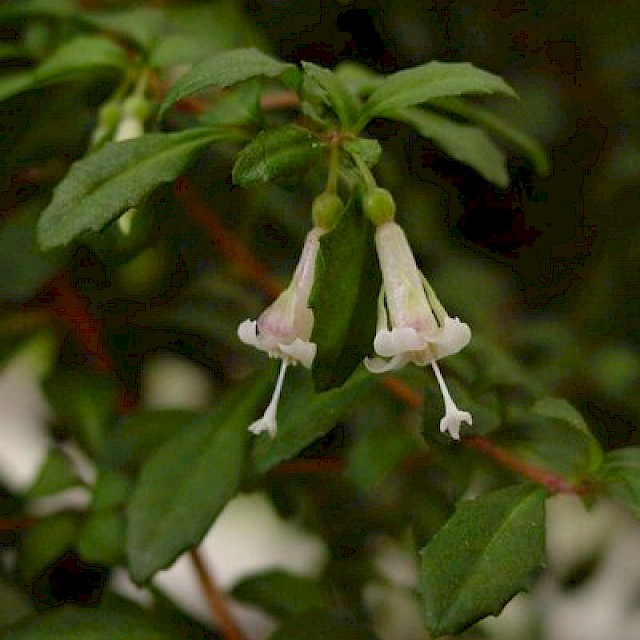 Fuchsia thymifolia ssp. thymifolia gallery image