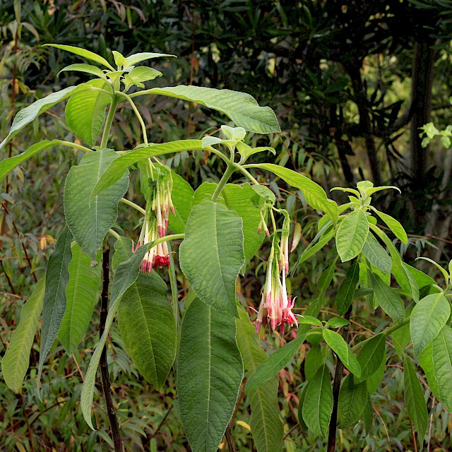Fuchsia boliviana 