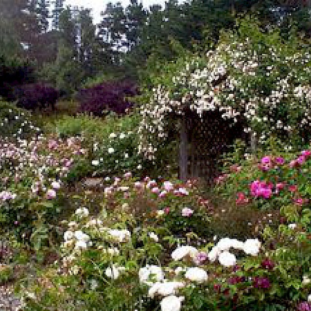 Heritage Rose Garden gallery image