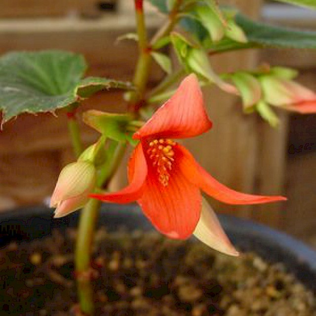Begonia bolivensis gallery image
