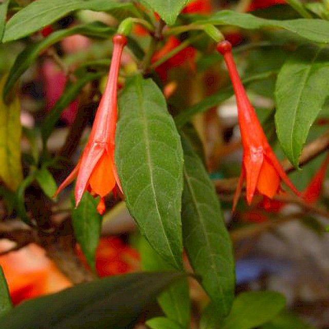 Fuchsia loxensis gallery image