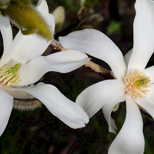 Magnolia sp. gallery image