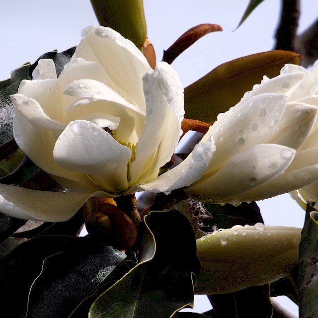 Magnolia doltsopa gallery image