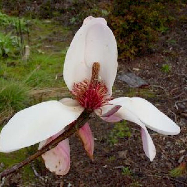 Magnolia dawsoniana gallery image