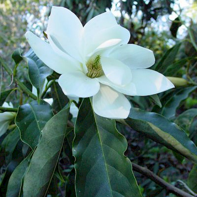 Magnolia doltsopa gallery image