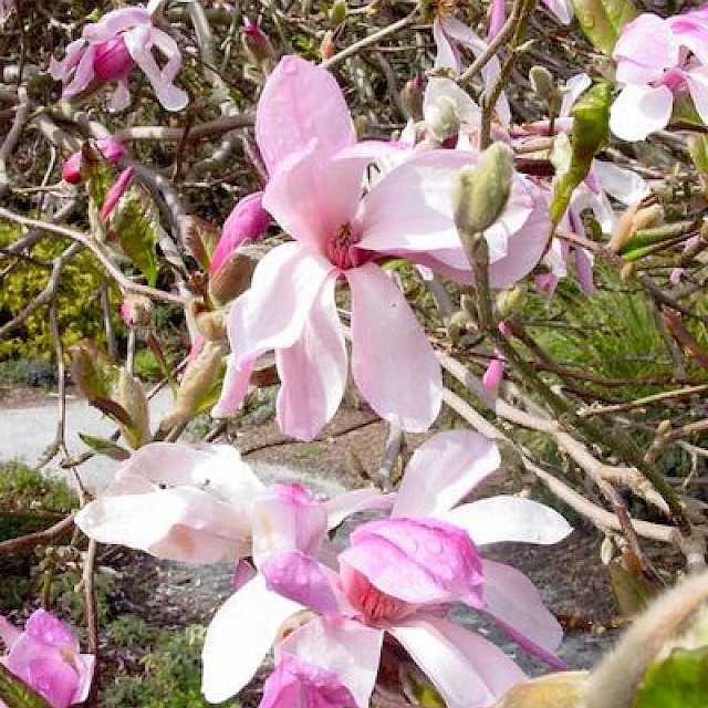 Magnolia loebneri gallery image