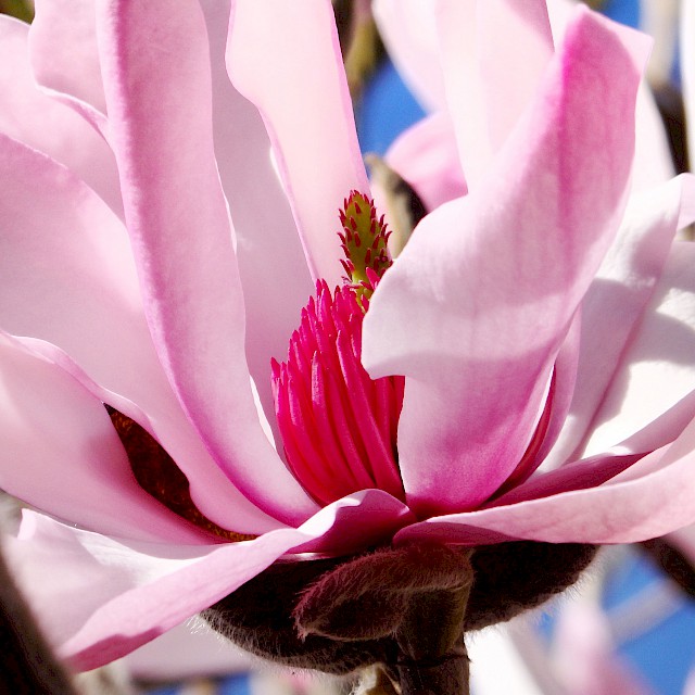 Magnolia dawsoniana gallery image