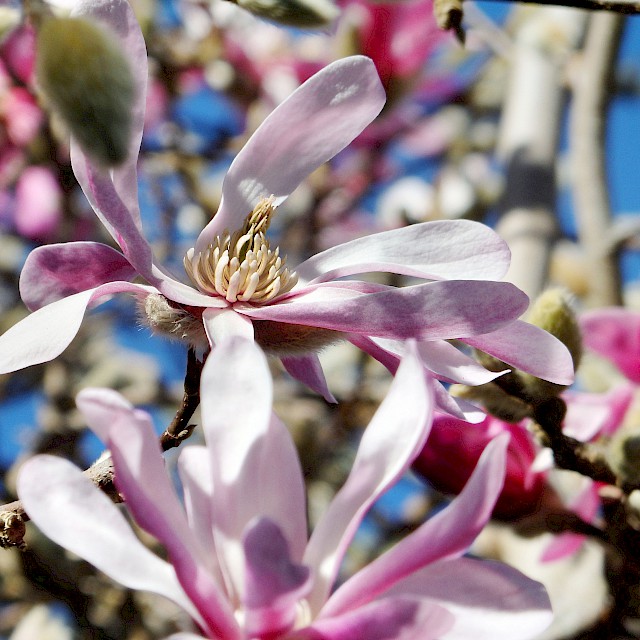 Magnolia x loebneri gallery image