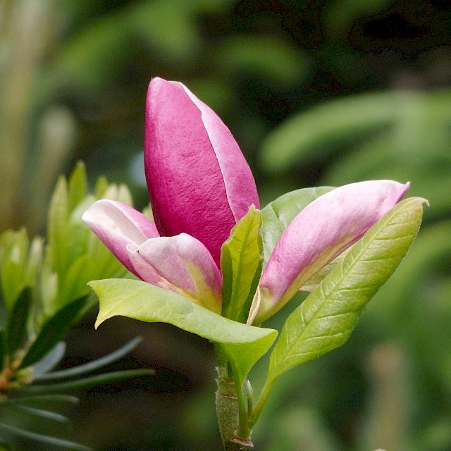 Magnolia sp. gallery image