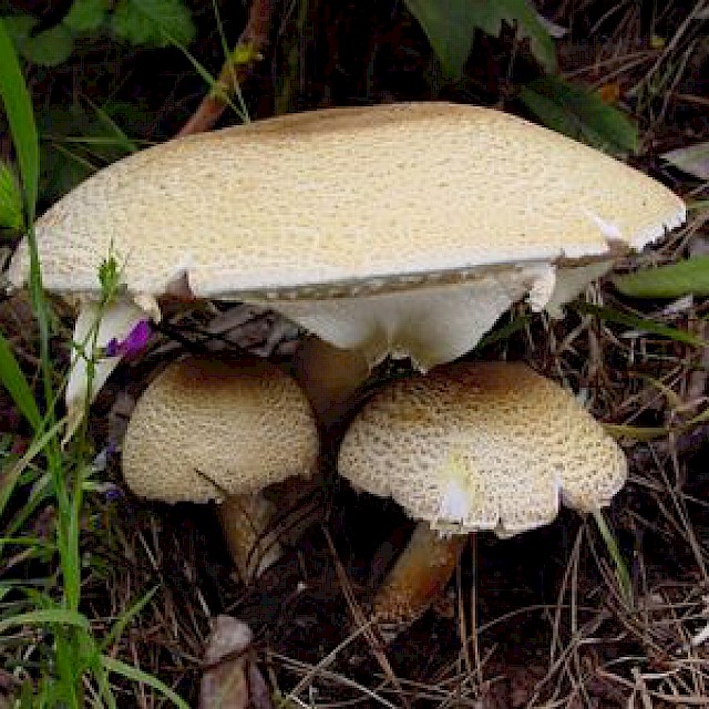 Agaricus agustus, the Prince gallery image