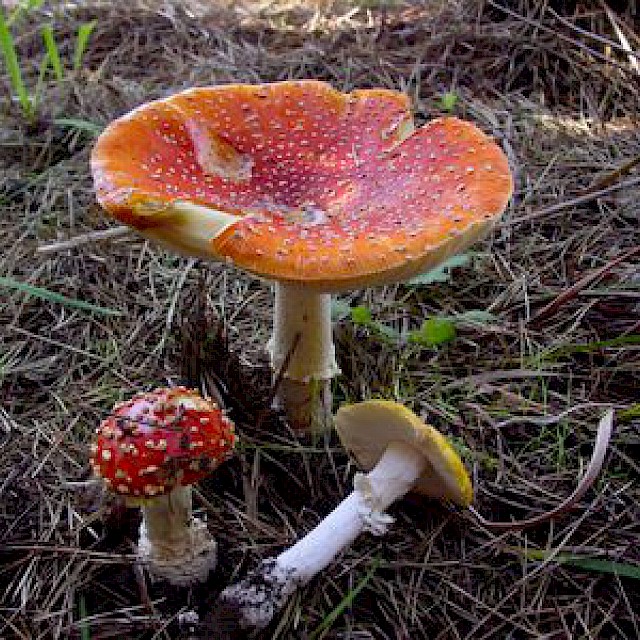 Amanita muscaria, fly agaric gallery image